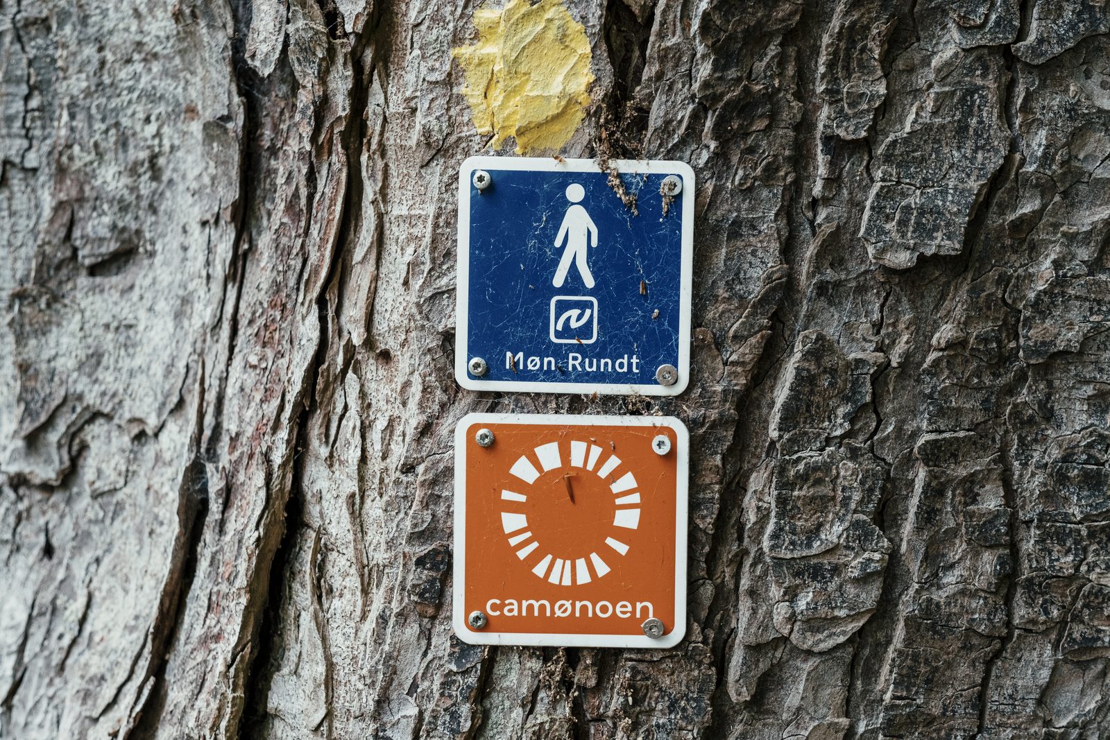 Møn Rundt and Camønoen trail markers on furrowed tree bark