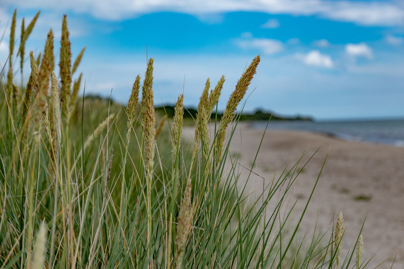 Marram grass heads in the wind, the pale beach of Klintholm behind