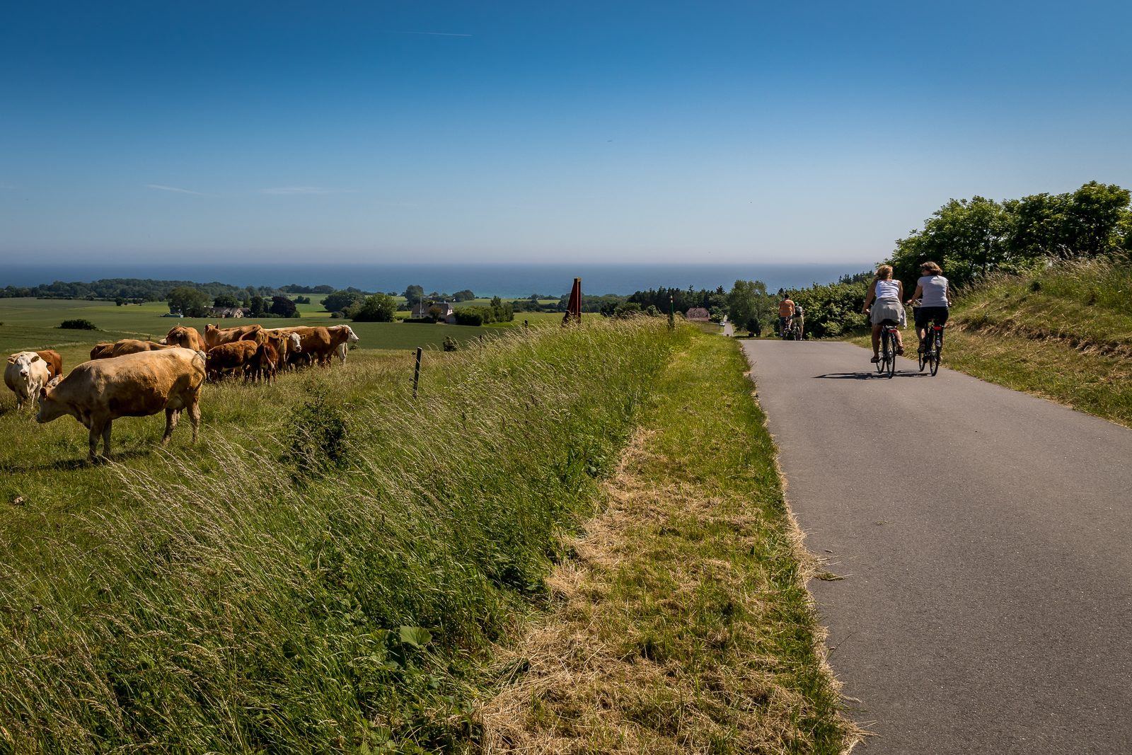 Two cyclists on a country road on Møn, cows grazing in the pasture beside them