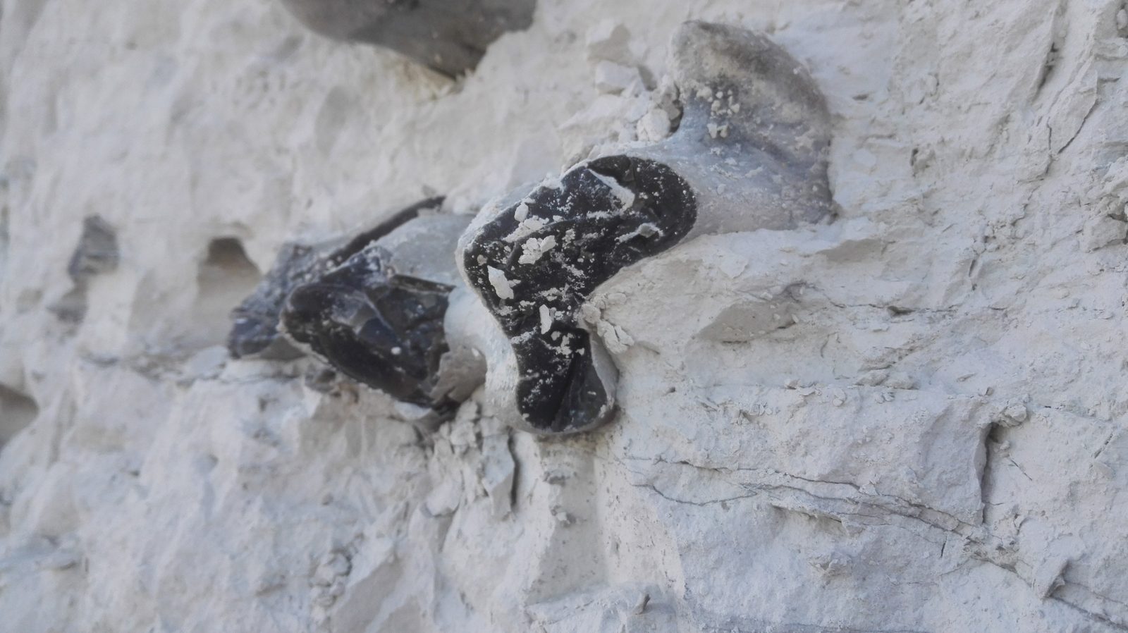 Black flint nodules embedded in the white chalk of Møns Klint