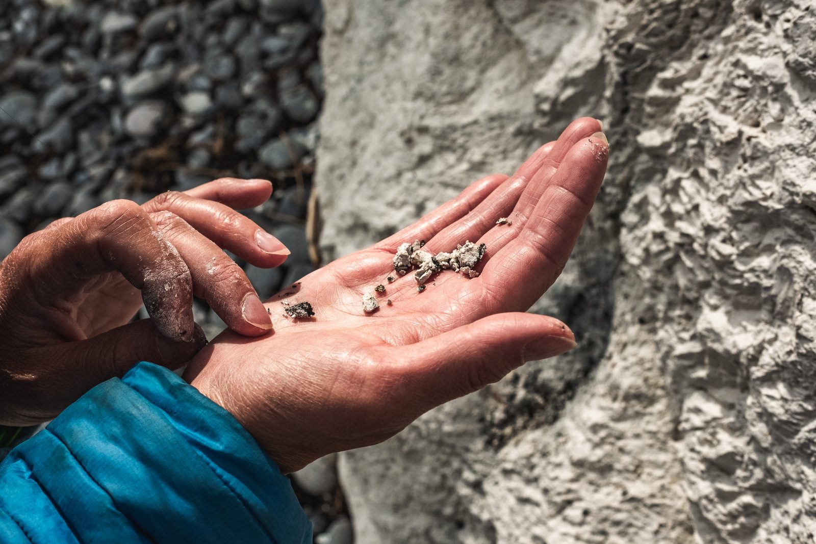 Open hand holding small fossils in front of the chalk wall of Møns Klint
