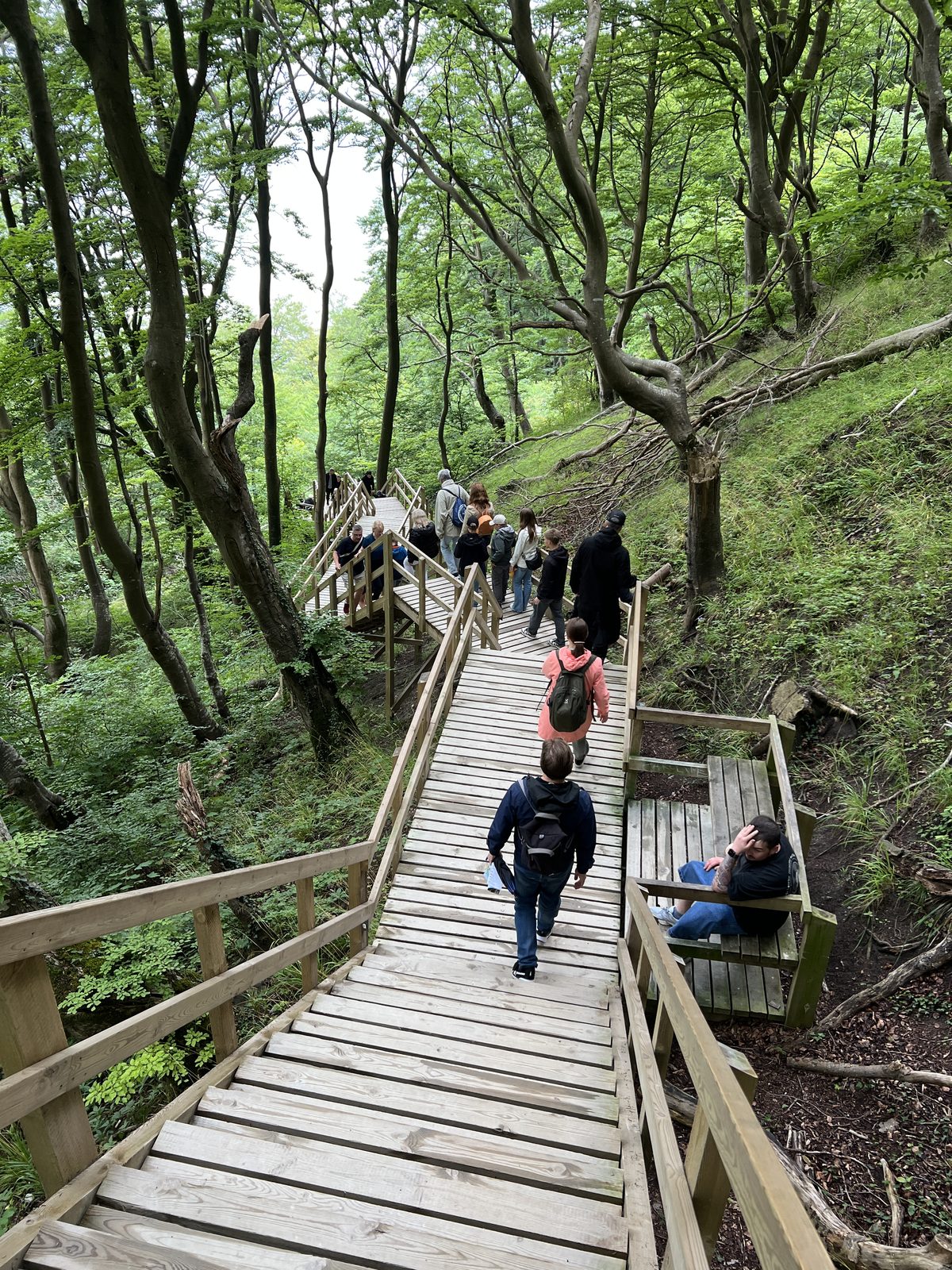 Visitors walking down the wooden Maglevandstrappen stairs through the beech forest at Møns Klint
