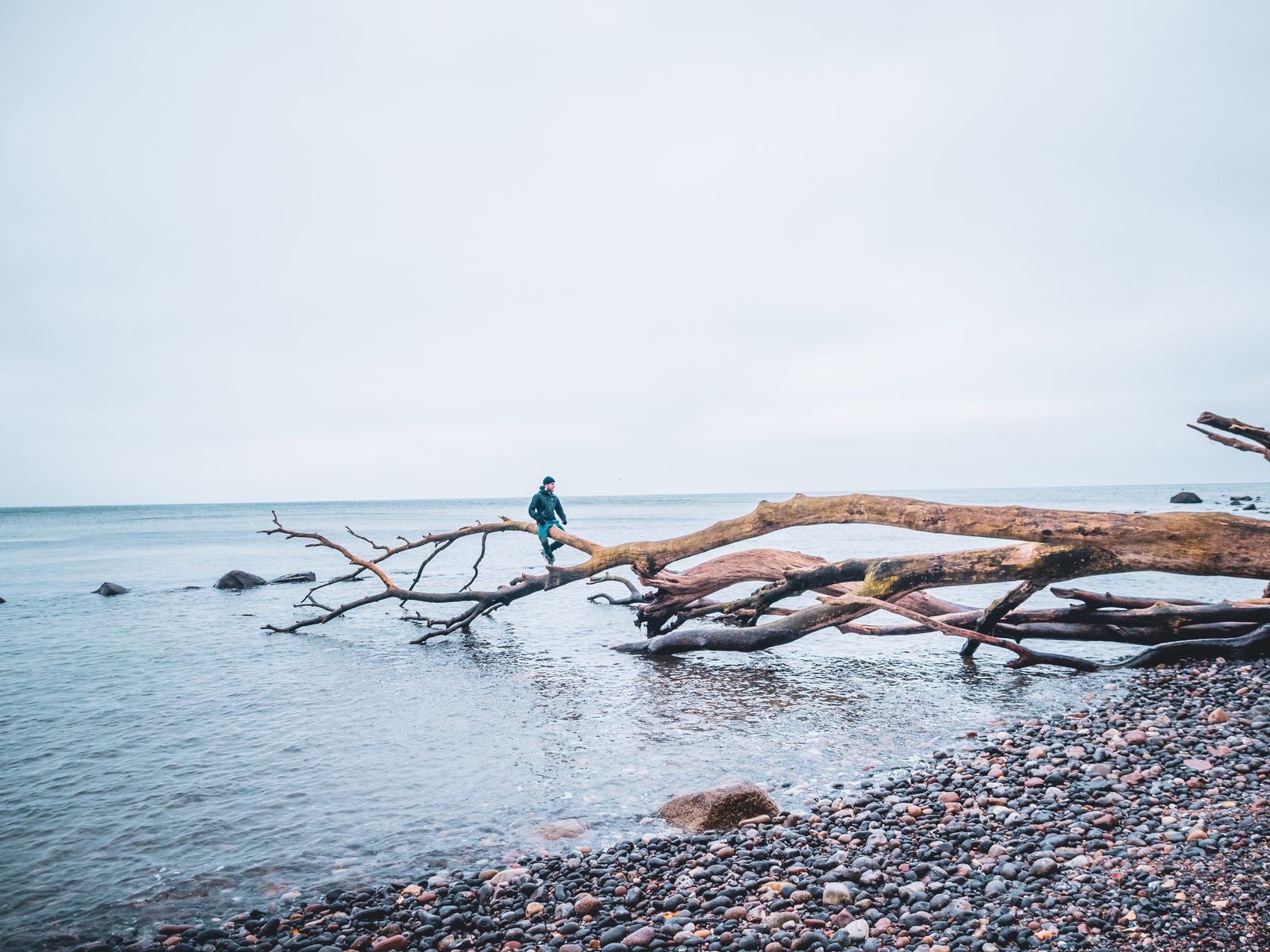 Person standing on a fallen tree trunk in the water off the pebble beach at Møns Klint