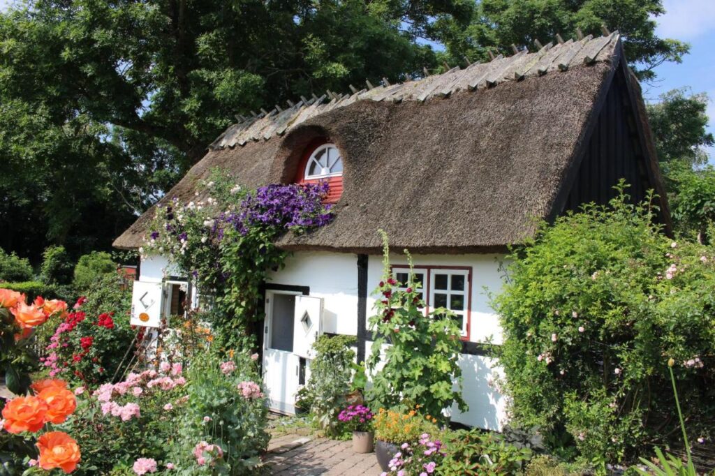 Traditionelles dänisches Reetdachhaus auf der Insel Mön, umgeben von einem farbenfrohen Garten mit blühenden Rosen und Kletterpflanzen. Die weißen Wände und roten Fensterrahmen des Hauses stehen in einem schönen Kontrast zum grünen Laub im Hintergrund