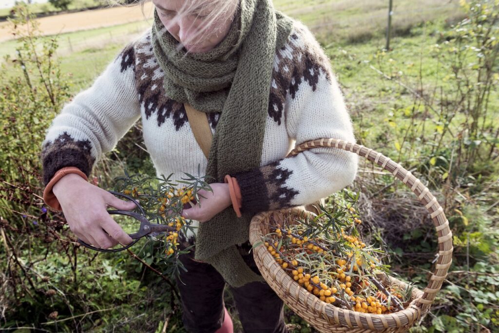 Sea buckthorn harvest on Mön for sustainable products